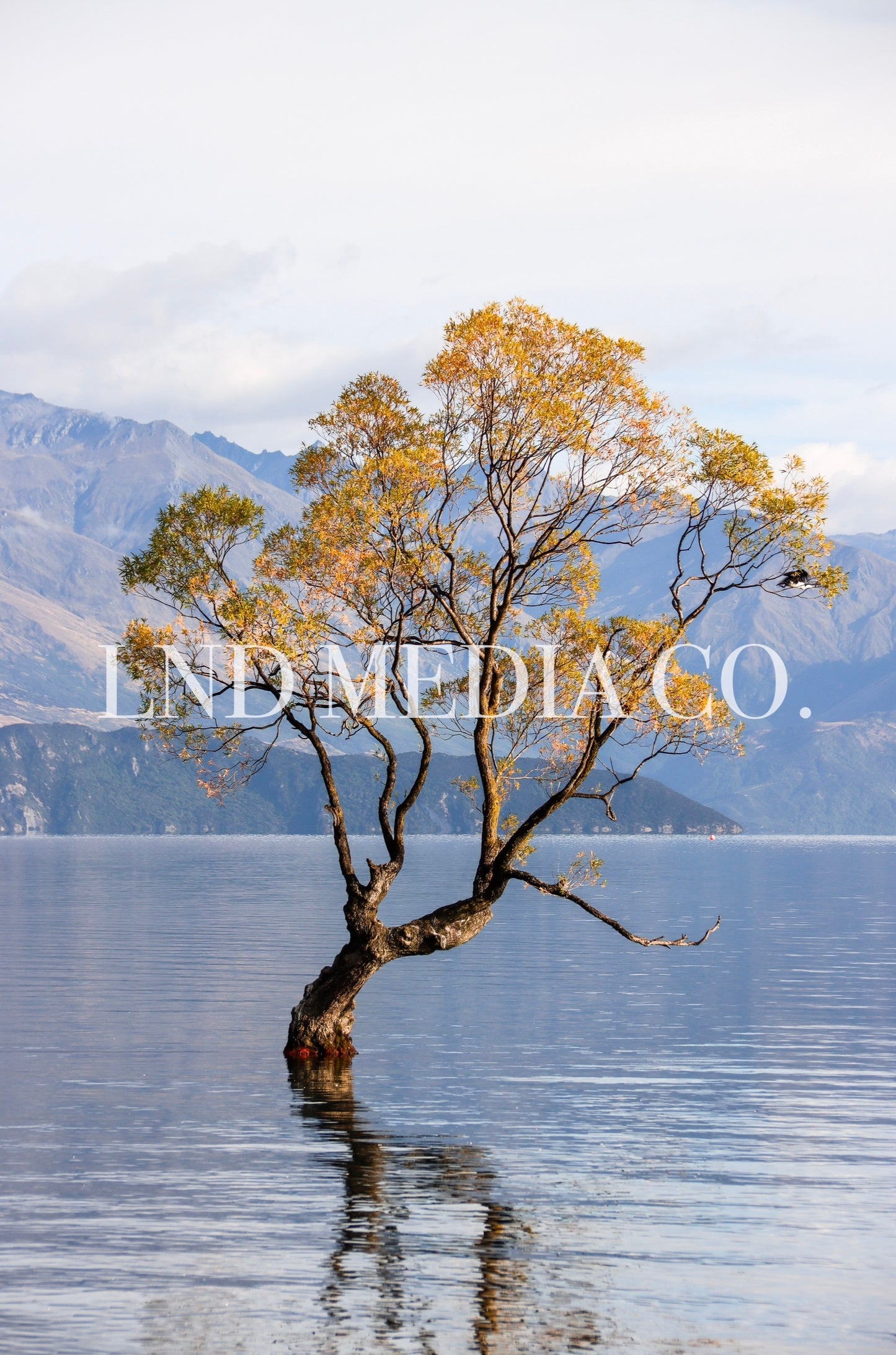Wanaka Tree | New Zealand